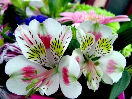 cultivarea Alstroemeria într-o seră și câmp deschis