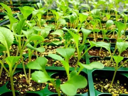 Cultivarea de varză chinezească în seră de plantare, soiurile populare