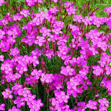 Dianthus deltoides termesztése és gondozása