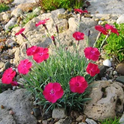 Dianthus deltoides termesztése és gondozása