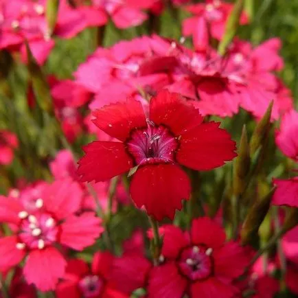 Dianthus deltoides termesztése és gondozása