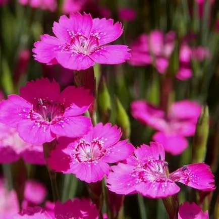 Dianthus deltoides termesztése és gondozása