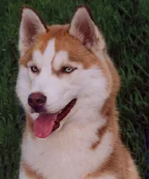 Vkratse körülbelül Husky