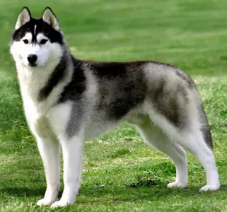 Vkratse körülbelül Husky