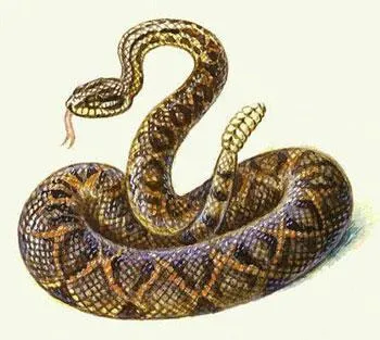 Aquarius évében született a kígyó, horoszkóp