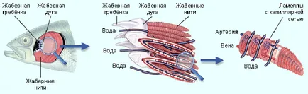 Вътрешната структура на рибата (риба дихателните органи