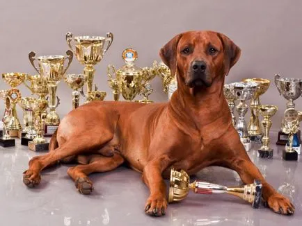 Aspectul și caracteristicile unui caine de vanatoare rasa Rhodesian Ridgeback, educație și formare profesională