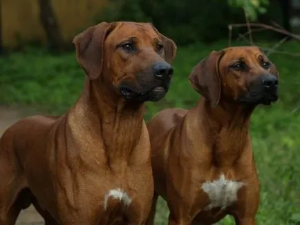 Aspectul și caracteristicile unui caine de vanatoare rasa Rhodesian Ridgeback, educație și formare profesională