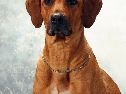 A megjelenése és jellemzői, mint a vadász kutyafajta Rhodesian Ridgeback, oktatás és képzés