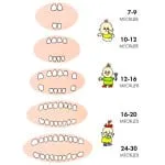 В колко много месеци първите зъби се появяват в детето