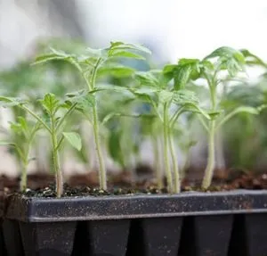 Dăunători de tomate răsaduri de metode de luptă, tomate bolii, wireworms și gândacului Colorado,