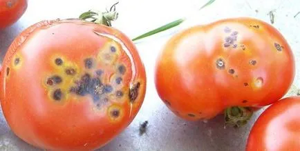 Dăunători tomate răsaduri de specii, metode de a face cu ei, filiform, Colorado gândacului, omida verzuie, fotografii,