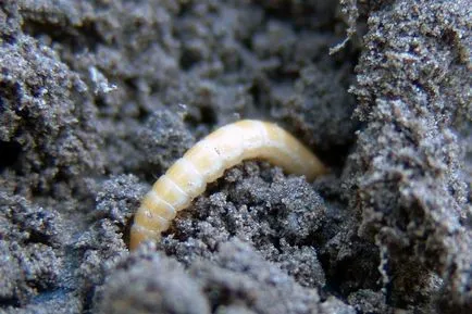 Dăunători de tomate răsaduri de metode de luptă, tomate bolii, wireworms și gândacului Colorado,