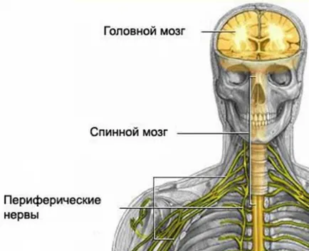 Відновлення після пневмонії (після пневмонії дорослих) Відновлення після пневмонії