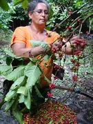 Toate cafea brazilian, cafea braziliană