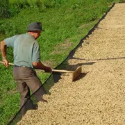 Toate cafea brazilian, cafea braziliană