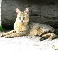 Къща - джунгла котка - мистериозната котката