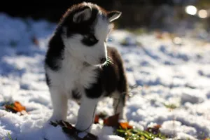 Caracteristicile descriere husky siberian a naturii, câine de formare, despre comentarii specii