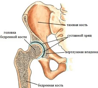 Скърцането на криза на лечение хип и кликвания при ходене