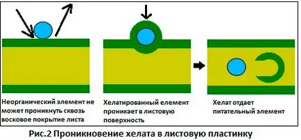 Хелатиран тор и техните функции