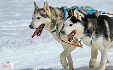 Husky Balto és a győztes a Great Race of Mercy