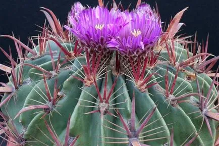 Caracteristicile deșert cactus, puncte de vedere și diferențele
