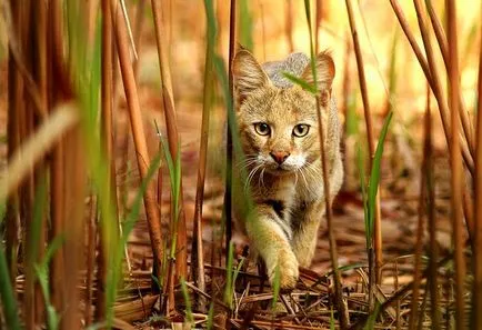 Ház - dzsungel macska - a titokzatos macska