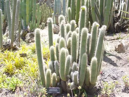 Jellemzői sivatagi kaktusz, nézetek és különbségek