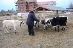 bovine Yakutian descriere, caracteristici, fotografii și recenzii ale agricultorilor