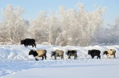 bovine Yakutian descriere, caracteristici, fotografii și recenzii ale agricultorilor
