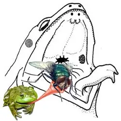 жаба език 1