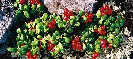 Berry áfonya hasznos tulajdonságok, károsodás a terhesség alatt, mint vizelethajtó