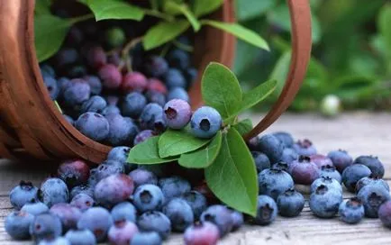 Berry áfonya hasznos tulajdonságok és a károk leírását külleme áfonya és gyógyászati ​​tulajdonságai bogyók