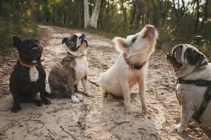 Piggy, care se consideră un câine