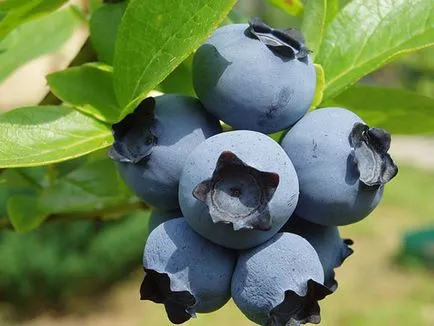 Berry áfonya hasznos tulajdonságok és a károk leírását külleme áfonya és gyógyászati ​​tulajdonságai bogyók