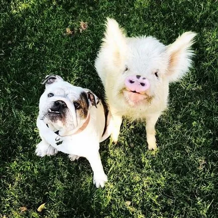 Piggy, care se consideră un câine