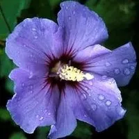 misterioasa si frumoasa planta cu flori albastre se adaugă un contrast în grădină, citește mai mult