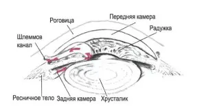 В задната камера на окото