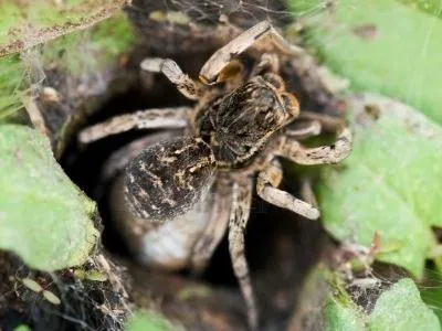 Yuzhnovengersky tarantula szép és nebezobiden