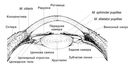 В задната камера на окото