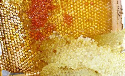 zabrus méh