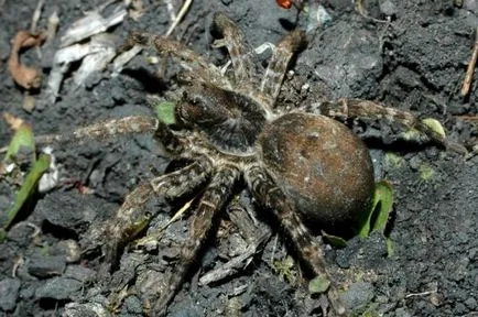 Yuzhnovengersky tarantula szép és nebezobiden