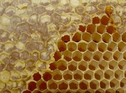 zabrus méh