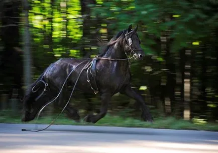 Függőség látás - ösztön - viselkedés - munka - lovak, lovászok,