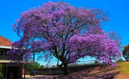 Jacaranda грижи стая у дома, основните видове