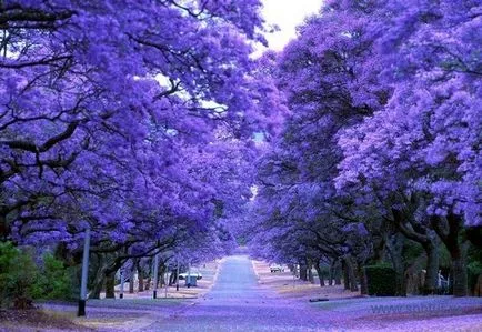 Jacaranda - îngrijirea plantelor la domiciliu