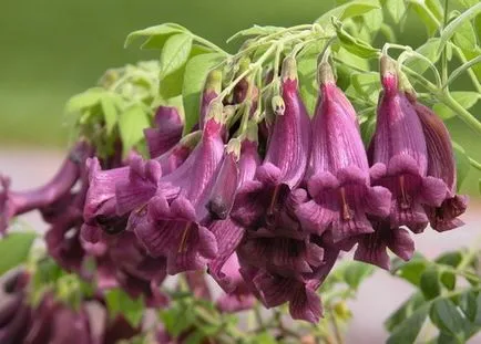 Jacaranda грижи стая у дома, основните видове