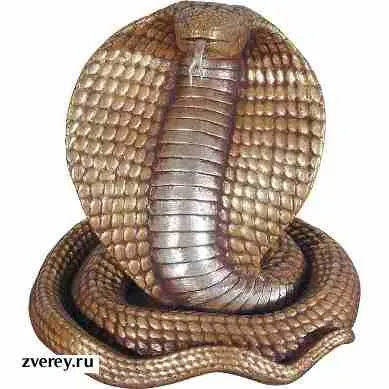 Descriere Snake cobra, aspectul și fapte interesante despre acest animal