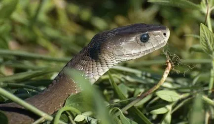 Snake fekete mamba - veszélyes kígyó Afrikában