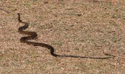 Змия черна мамба - опасна змия в Африка